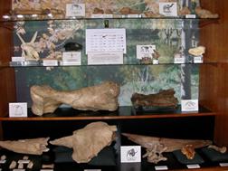 Display case full of fossils from the Ice Age period