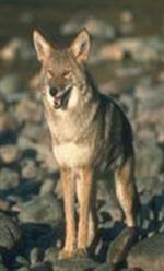 Coyote standing on rocks
