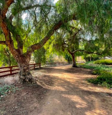 Tree by fence