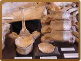Display of fossils on a table with note cards