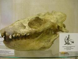 Allodesmus skull and jaws on display